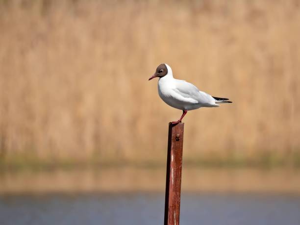 istock Black-headed gull on metal post, blurred background. 2191952583