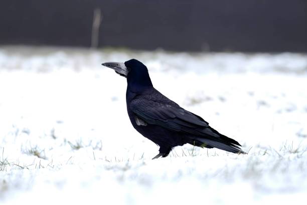 istock Rook in a winter setting in the snow. 2191952587