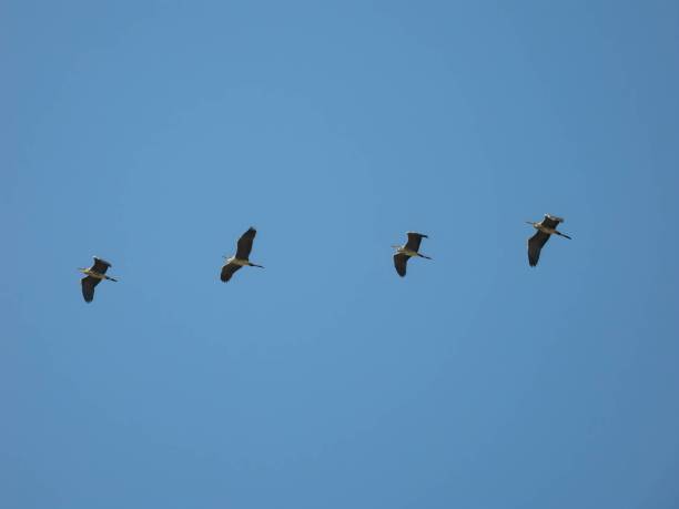 Grey herons in flight against the sky. Graceful Grey Herons soaring through the boundless sky, their wings spread wide, painting a picture of elegance and freedom. big blue crane stock pictures, royalty-free photos & images