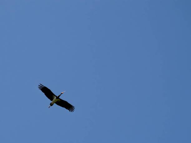The magnificent Black Stork soars gracefully through the sky, displaying its impressive wingspan and captivating everyone with its elegant flight.