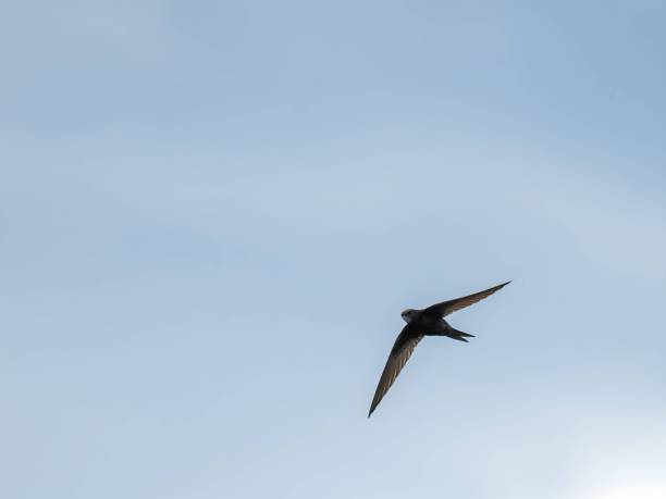 istock Common swift in flight isolated against the sky. 2191953527