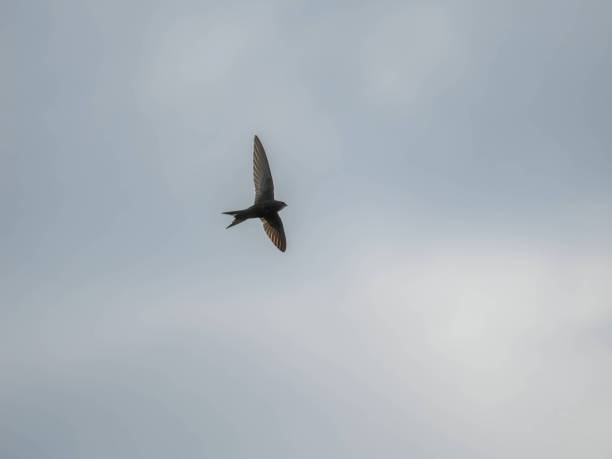 istock Common swift in flight isolated against the sky. 2191953576