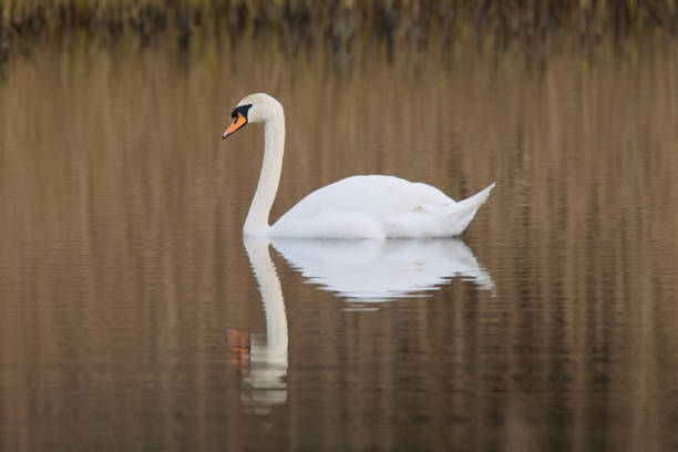 istock Mute Swan swimming on pond 2191953788