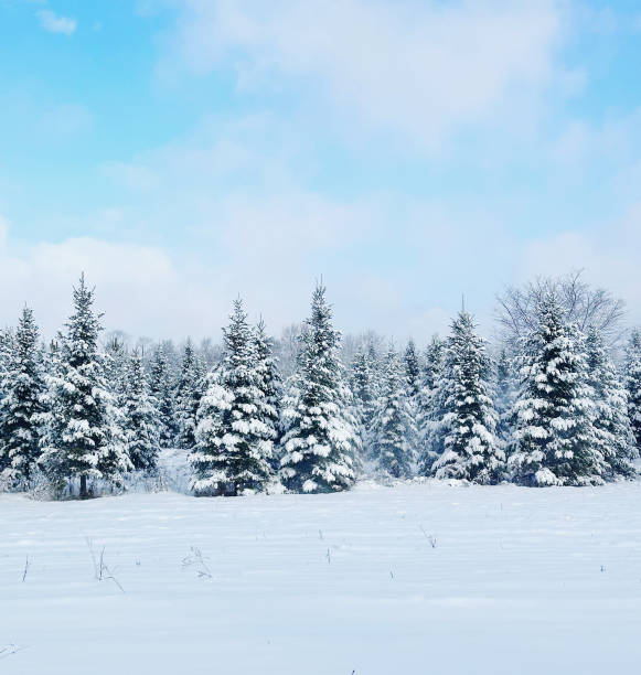 Snow covered pine trees on snowy ground with light blue sky and clouds winter landscape