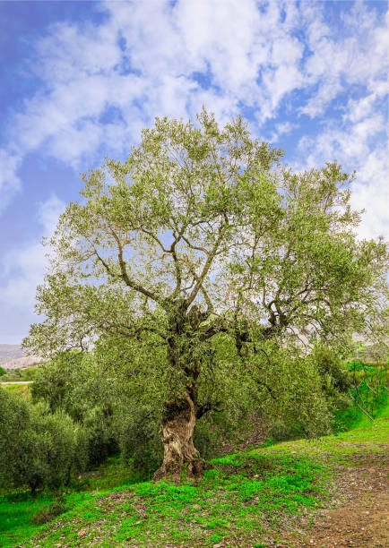 A century-old olive tree under white clouds covering the clear blue sky