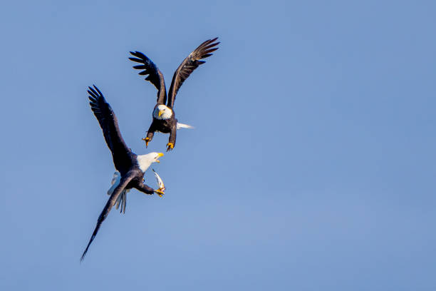 istock The American Eagles in Flight 2191954913