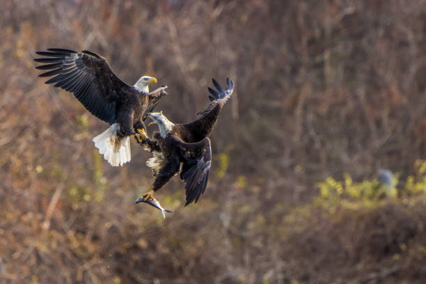 istock The American Eagles in Flight 2191954960