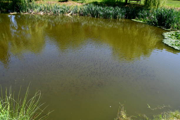 istock A close up on a small pond or river surrounded with numerous shrubs, herbs, reeds and other flora, as well as with groups of fish visible under the surface of the reservoir seen in Poland 2191955619
