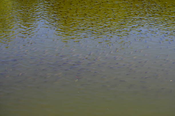 A close up on a small pond or river surrounded with numerous shrubs, herbs, reeds and other flora, as well as with groups of fish visible under the surface of the reservoir seen in Poland