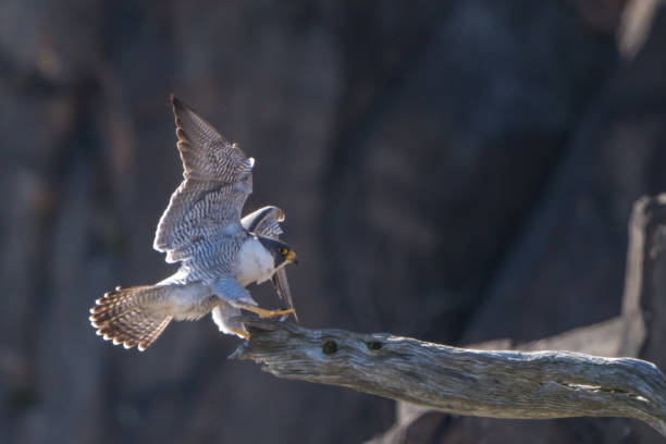 istock Peregrine Falcon 2191957589