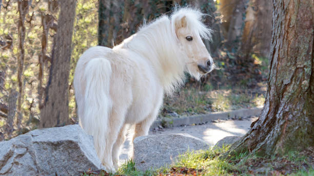 Beautiful Miniature White Pony in a Serene Woodland Setting