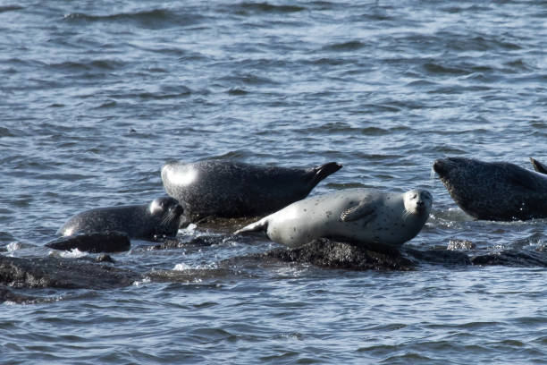 istock Seals Hauled Out in Sandy Hook during Winter 2191958865