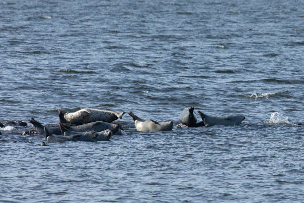 istock Seals Hauled Out in Sandy Hook during Winter 2191958867