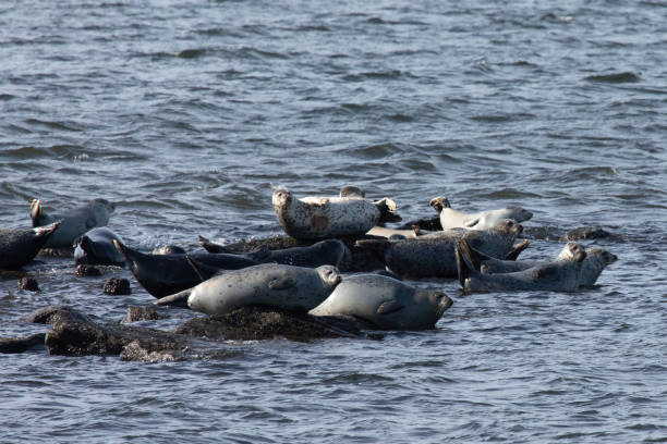 istock Seals Hauled Out in Sandy Hook during Winter 2191958884
