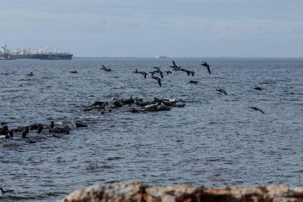 istock Seals Hauled Out in Sandy Hook during Winter 2191958888