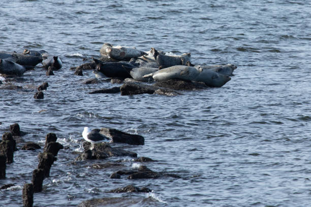 istock Seals Hauled Out in Sandy Hook during Winter 2191958889