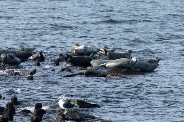 istock Seals Hauled Out in Sandy Hook during Winter 2191958893