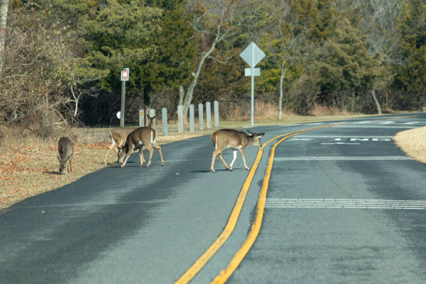 istock Deer in Street after Someone Fed Them 2191959118