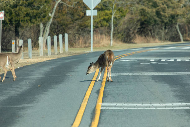 istock Deer in Street after Someone Fed Them 2191959119