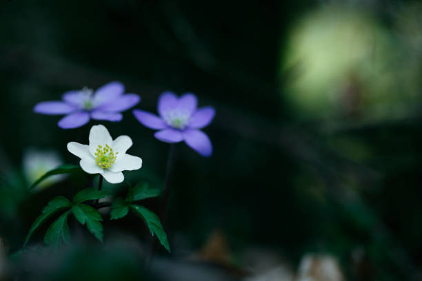 istock Wood anemone (Anemone nemorosa) and liverwort (Hepatica nobilis) 2191959902