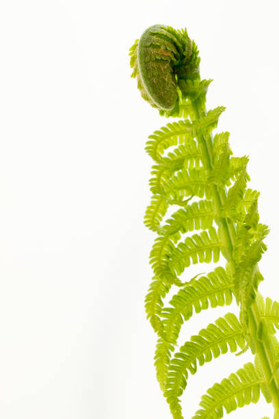 Close-up of a fern fiddlehead beginning to unfurl, showing delicate textures and vibrant green tones in a forest environment.