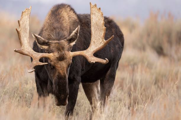 istock Majestic moose in a grassy field 2191960551