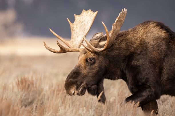 istock Majestic moose in natural habitat 2191960553