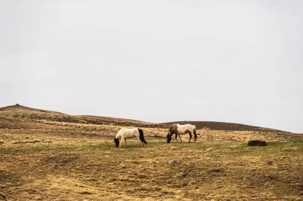 nature sceneries inside the vatnsnes peninsula with icelandic horses pasturing, Iceland