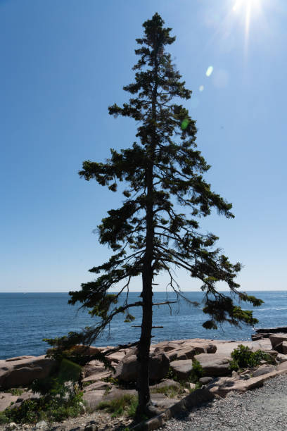 istock Acadia National Park, Ocean View 2191963316