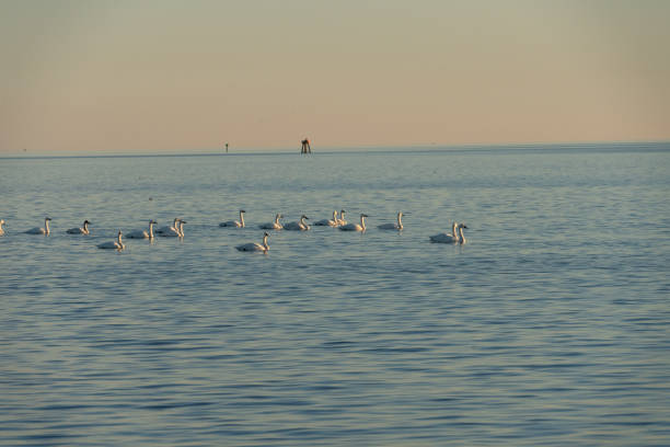 Bevy of Swans on the South River