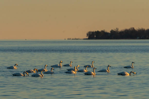istock Bevy of Swans on the South River 2191963407