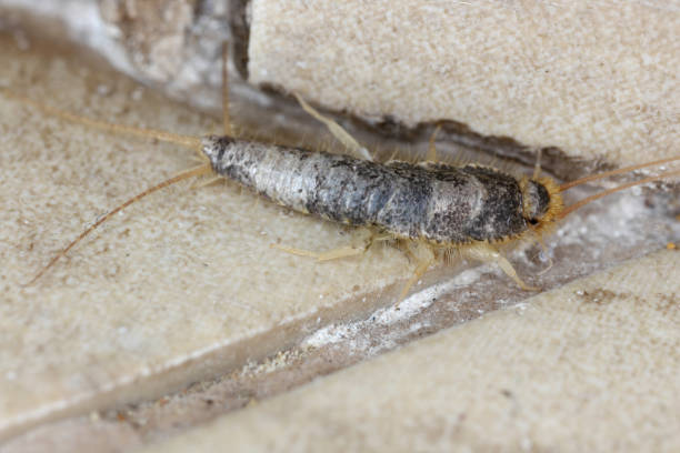 Paperfish, Ctenolepisma longicaudatum on the bathroom floor.