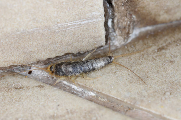 istock Macro photo of a Gray silverfish (Ctenolepisma longicaudatum) on floor. 2191963693