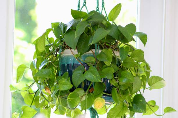 istock Golden Pothos Houseplant 2191966029
