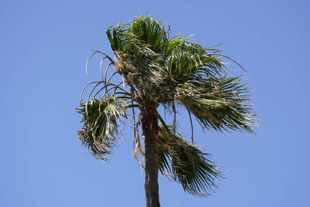 A tall Mexican fan palm (Washingtonia robusta) with green, fan-shaped leaves, set against a clear blue sky. A simple and iconic tropical scene.