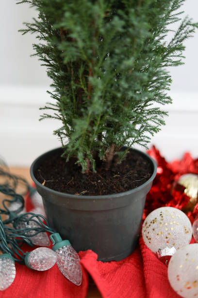 istock Closeup of mini potted Christmas tree with decorations surrounding the base 2191968868