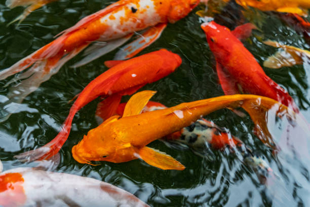 istock Colorful koi fish compete for food. 2191969227