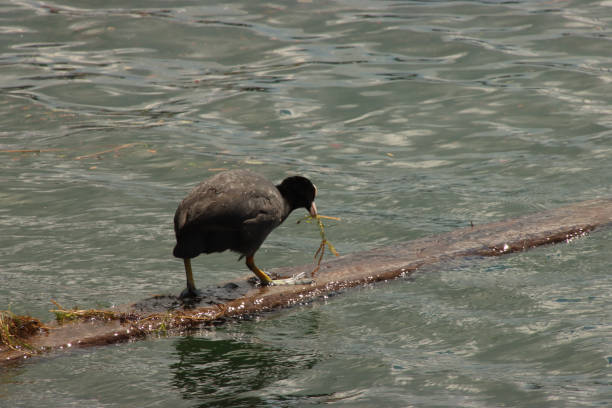 Eurasian Coot Carrying Nest Material on a Floating Board