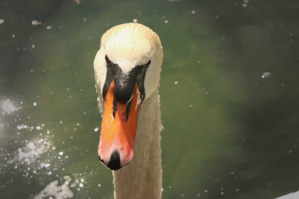 Face of a Swan