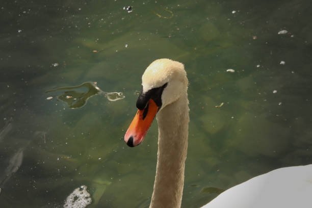 Profile of a Swan