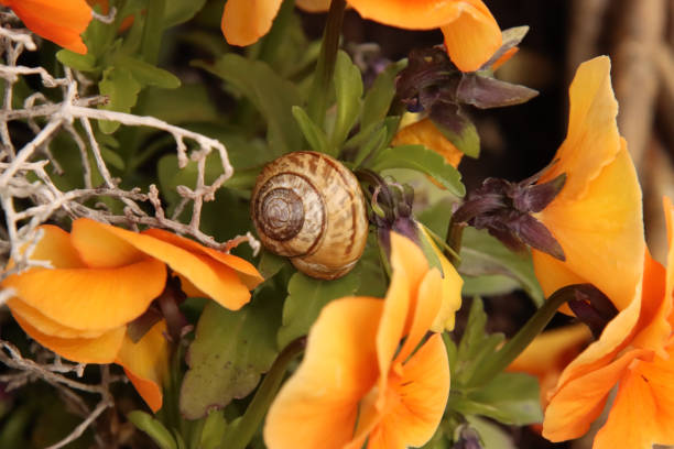 Snail in the Flowers