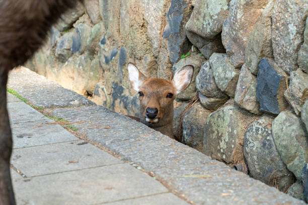 A deer peeping out behind the storm drain at Nara Park