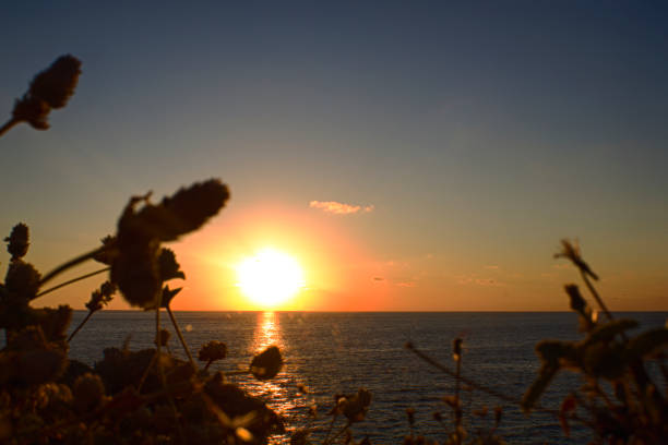 Golden sunset reflecting on the pacific ocean in oaxaca, mexico, seen through silhouettes of local vegetation