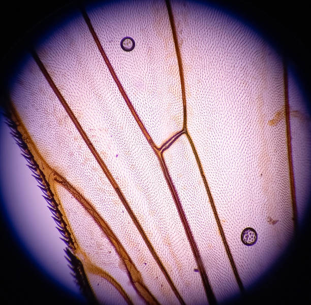 istock Microscopic image of fly wing. Billions of hairs on a fly's wings. 2191971775