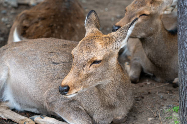 View of the deers resting at Nara Park