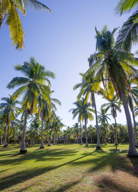 istock Palm trees growing in tropical resort on sunny day 2191971905