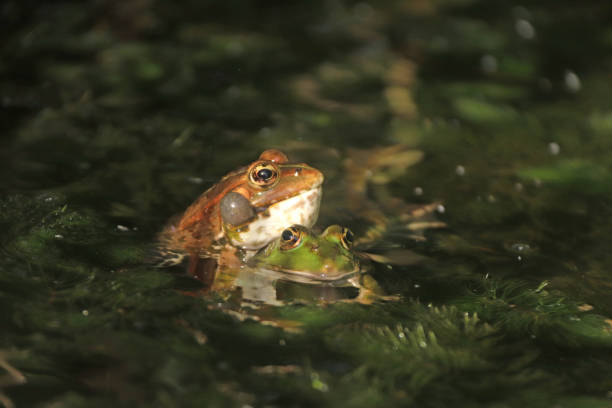 deux grenouilles s'amusent dans un bassin du jardin des plantes de paris.