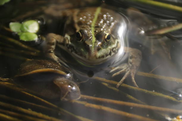 istock the laughing frog and the Paris snail 2191973761