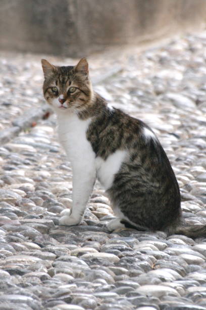 istock Cat on Cobblestone Street 2191974064