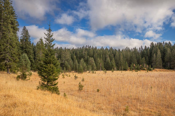 Pine trees growing next to a large dry meadow under a blue sky with white clouds